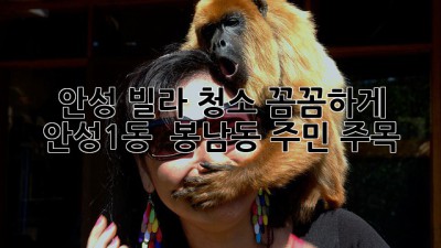 ✨ 안성 빌라 청소, 꼼꼼하게! 안성1동 & 봉남동 주민 주목! ✨